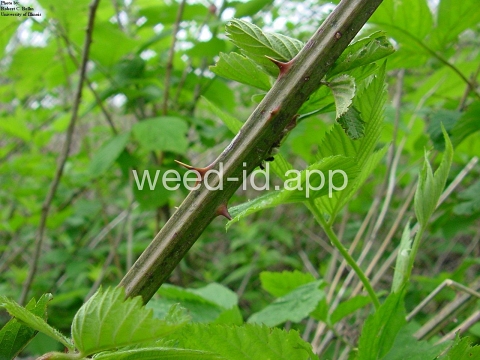 blackberry, common